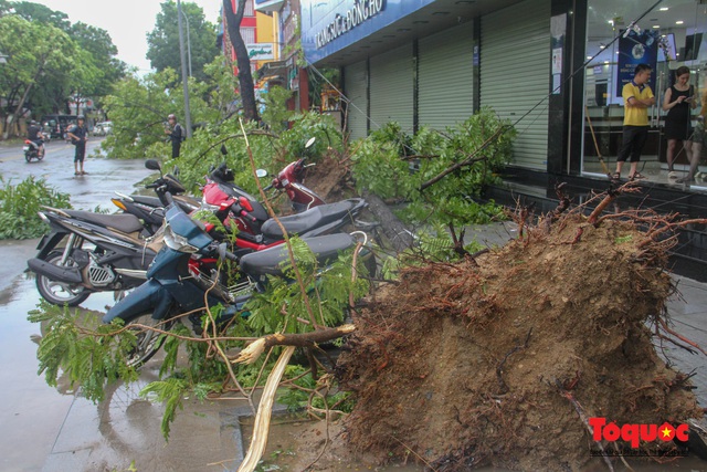 Gió to, mưa lớn, nhiều cây xanh tại TP Huế ngã đổ do bão số 5 - Ảnh 9.