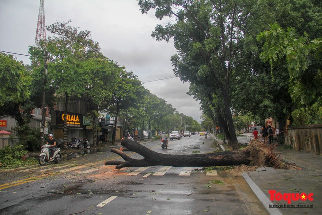 Gió to, mưa lớn, nhiều cây xanh tại TP Huế ngã đổ do bão số 5 - Ảnh 8.