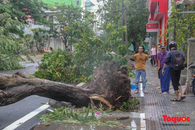 Gió to, mưa lớn, nhiều cây xanh tại TP Huế ngã đổ do bão số 5 - Ảnh 4.