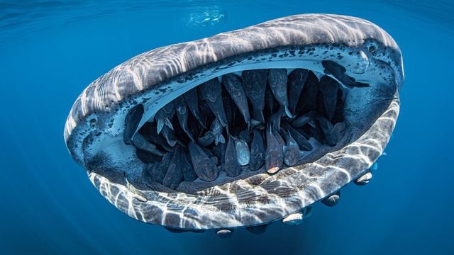 Choáng ngợp 5 bức ảnh chụp cuộc sống đại dương đẹp nhất năm 2020 - Ảnh 1.
