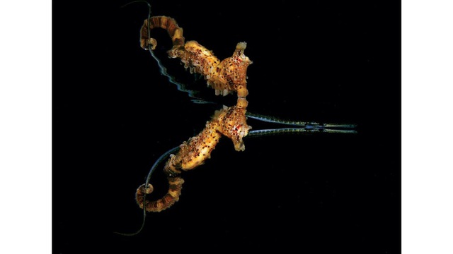 Choáng ngợp 5 bức ảnh chụp cuộc sống đại dương đẹp nhất năm 2020 - Ảnh 2.