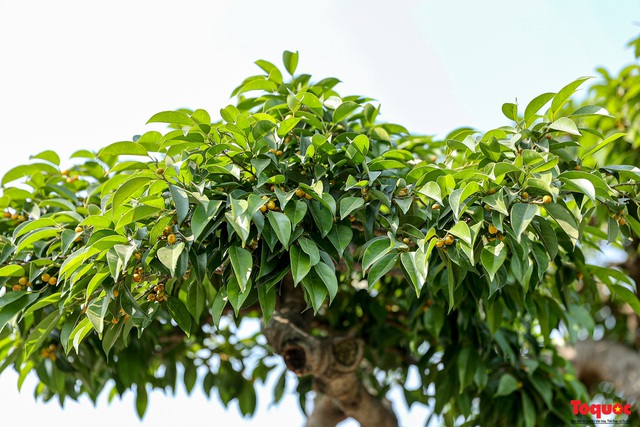 Cây sanh cổ dáng lạ được rao bán 700 triệu ở Hà Nội - Ảnh 6.