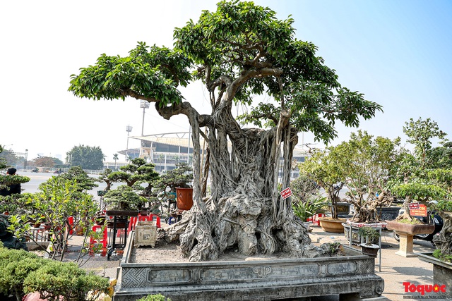 Cây sanh cổ dáng lạ được rao bán 700 triệu ở Hà Nội - Ảnh 2.