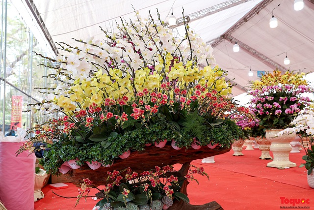 Lan Hồ Điệp giá hàng trăm triệu xuất hiện tại Hà Nội phục vụ Tết Nguyên đán - Ảnh 9.