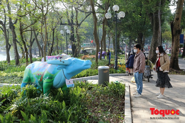 Hà Nội: Trâu diễu hành người dân ngạc nhiên thích thú - Ảnh 1.