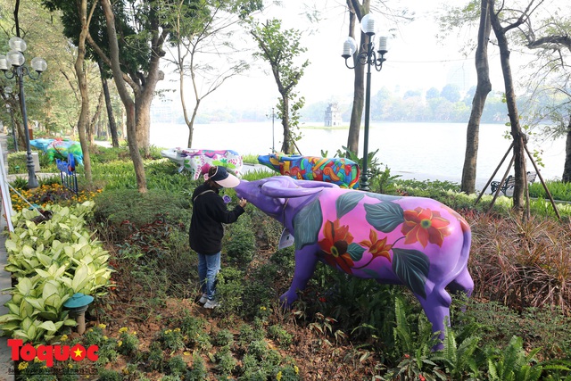 Hà Nội: Trâu diễu hành người dân ngạc nhiên thích thú - Ảnh 2.