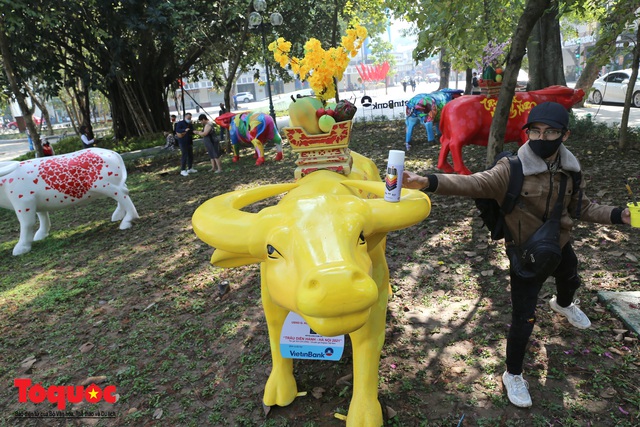 Hà Nội: Trâu diễu hành người dân ngạc nhiên thích thú - Ảnh 7.