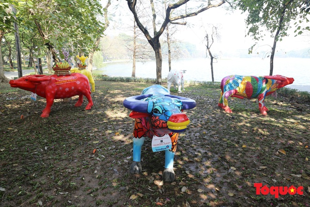 Chính vì vậy việc trưng bày số lượng trâu lớn theo từng khu vực giúp tiếp cận nhiều người dân hơn.