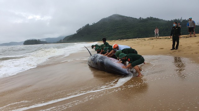 Nỗ lực giải cứu cá voi nặng gần 3 tấn mắc cạn vào bờ - Ảnh 1.