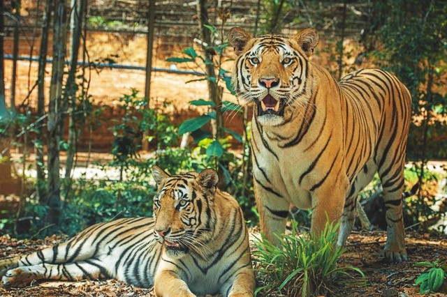 Một ngày vào vai “nhà động vật học” giữa “thiên đường hoang dã” Vinpearl Safari - Ảnh 2. Một ngày vào vai “nhà động vật học” giữa “thiên đường hoang dã” Vinpearl Safari - Ảnh 2.