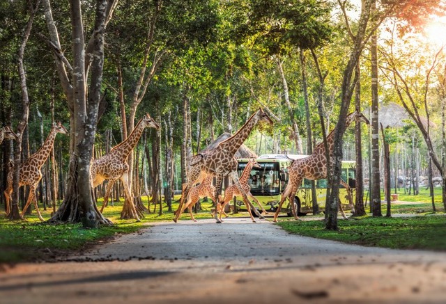 Một ngày vào vai “nhà động vật học” giữa “thiên đường hoang dã” Vinpearl Safari - Ảnh 4. Một ngày vào vai “nhà động vật học” giữa “thiên đường hoang dã” Vinpearl Safari - Ảnh 4.