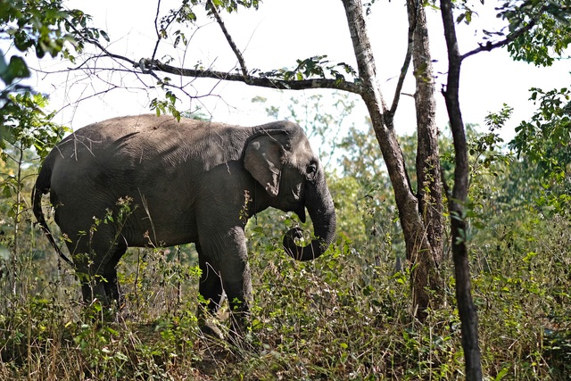 Đắk Lắk thoả thuận hợp tác thúc đẩy mô hình du lịch thân thiện với voi - Ảnh 2.