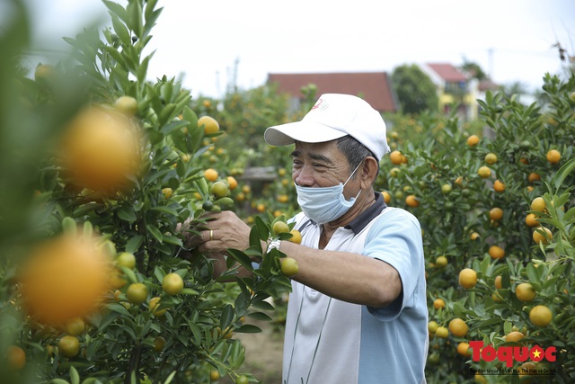 Thủ phủ quất cảnh miền Trung lo lắng trước vụ Tết thất thu - Ảnh 9.