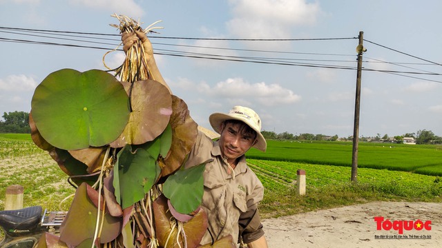 Thừa Thiên Huế phát triển trồng sen theo hướng đi bền vững - Ảnh 3.