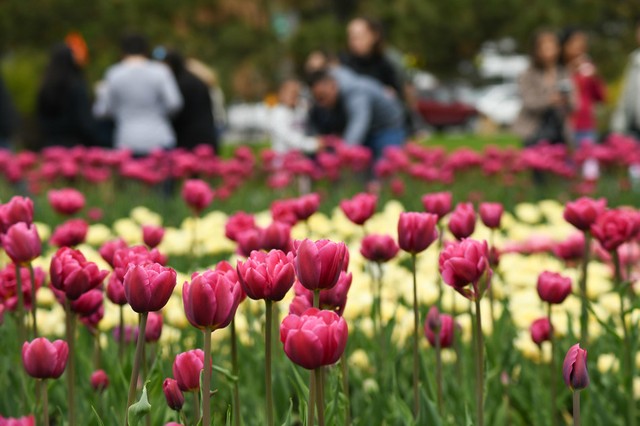 Thanh Hoá khởi động mùa du lịch 2021 với pháo hoa rực rỡ và lễ hội hoa quy mô lớn nhất từ trước tới nay - Ảnh 2.