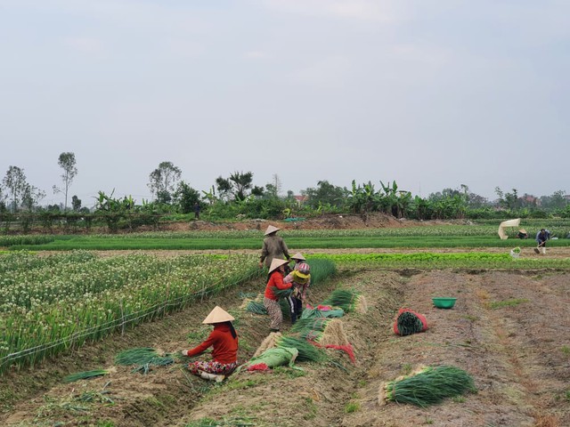 Thừa Thiên Huế: Nông dân gặp khó khi rau xanh được mùa mất giá - Ảnh 3.