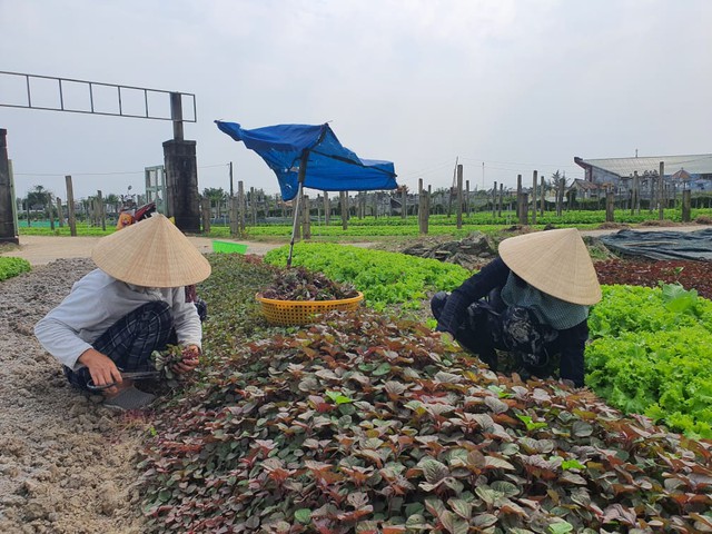 Thừa Thiên Huế: Nông dân gặp khó khi rau xanh được mùa mất giá - Ảnh 4.