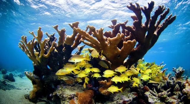 Cuba đối mặt suy giảm đa dạng sinh vật biển vì biến đổi khí hậu - Ảnh 1.