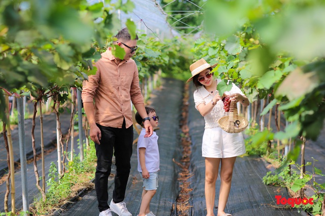Không cần đi Ninh Thuận, ngay thủ đô Hà Nội cũng có  một nông trại nho trĩu quả thu hút du khách khám phá - Ảnh 7.