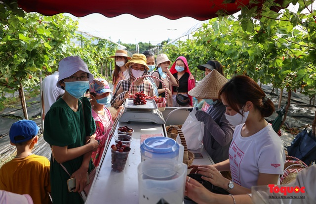 Không cần đi Ninh Thuận, ngay thủ đô Hà Nội cũng có  một nông trại nho trĩu quả thu hút du khách khám phá - Ảnh 14.
