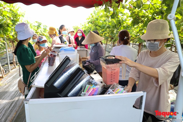 Không cần đi Ninh Thuận, ngay thủ đô Hà Nội cũng có  một nông trại nho trĩu quả thu hút du khách khám phá - Ảnh 16.