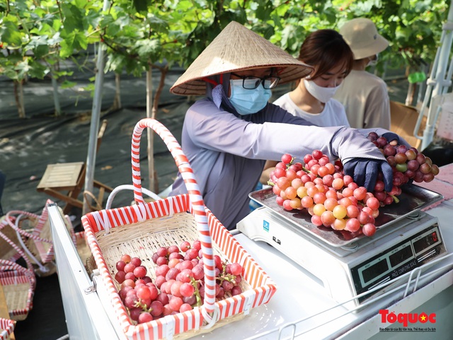 Không cần đi Ninh Thuận, ngay thủ đô Hà Nội cũng có  một nông trại nho trĩu quả thu hút du khách khám phá - Ảnh 15.