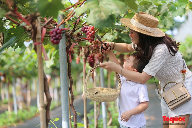 Không cần đi Ninh Thuận, ngay thủ đô Hà Nội cũng có  một nông trại nho trĩu quả thu hút du khách khám phá - Ảnh 8.