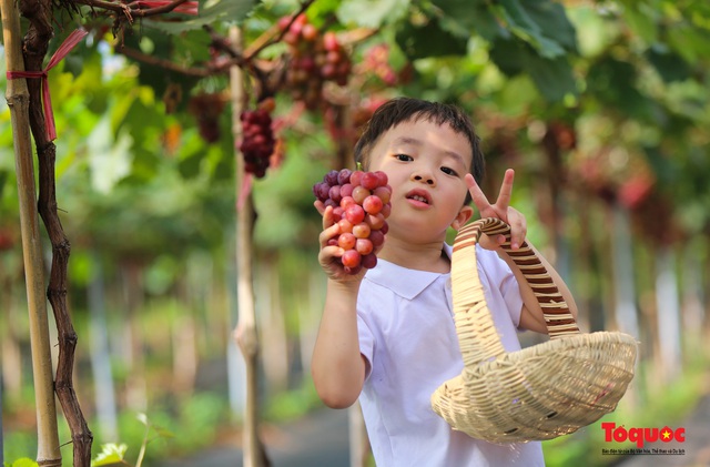 Không cần đi Ninh Thuận, ngay thủ đô Hà Nội cũng có  một nông trại nho trĩu quả thu hút du khách khám phá - Ảnh 17.