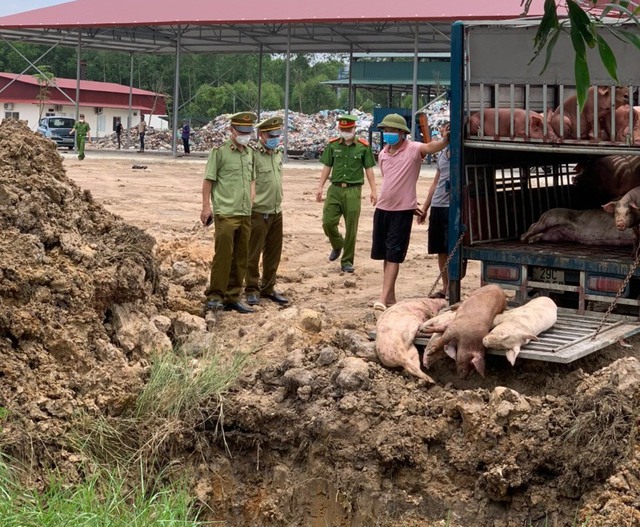 Phát hiện, tiêu hủy hơn 1,5 tấn lợn mắc bệnh dịch tả lợn châu Phi - Ảnh 1.