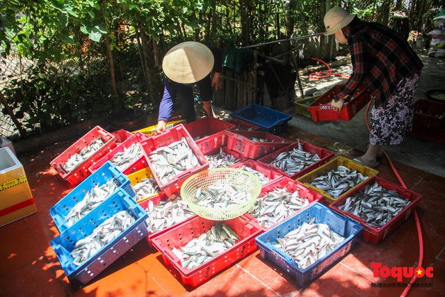 Canh bếp lửa giữa trưa hè, người dân miền Trung chế biến hàng tấn cá gửi tặng TP HCM - Ảnh 2.