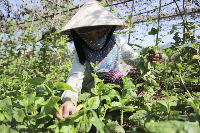 Nông dân Đà Nẵng được ra đồng theo giờ trong thời gian thành phố cách ly  - Ảnh 3.