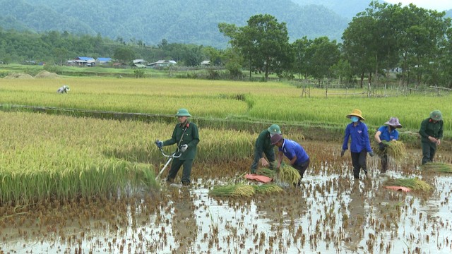 Bộ đội xuống đồng gặt lúa giúp dân tránh thiệt hại do mưa lớn - Ảnh 4.