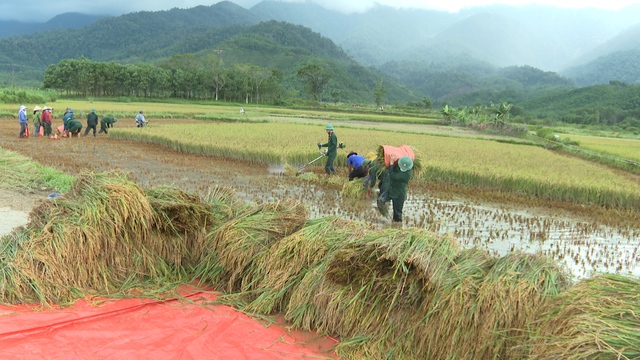 Bộ đội xuống đồng gặt lúa giúp dân tránh thiệt hại do mưa lớn - Ảnh 6.