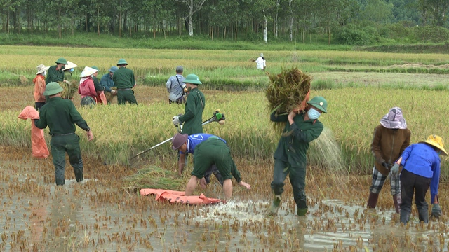 Bộ đội xuống đồng gặt lúa giúp dân tránh thiệt hại do mưa lớn - Ảnh 5.