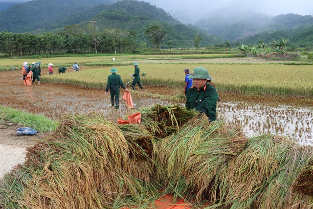 Bộ đội xuống đồng gặt lúa giúp dân tránh thiệt hại do mưa lớn - Ảnh 1.