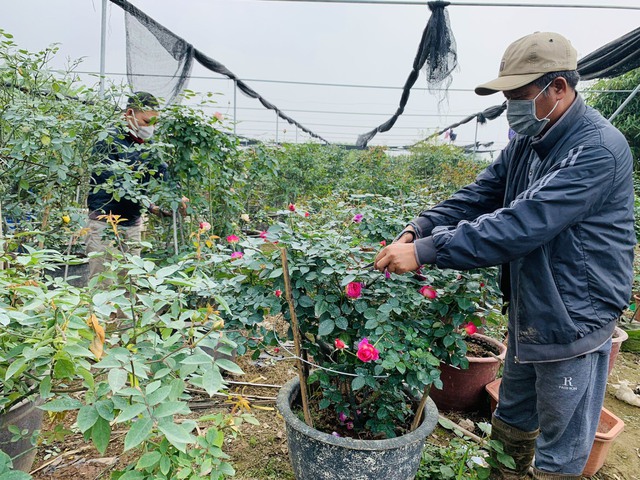 Người trồng hồng làng Xuân Quan: Mọi thứ đều tăng, trừ giá hoa  - Ảnh 2.