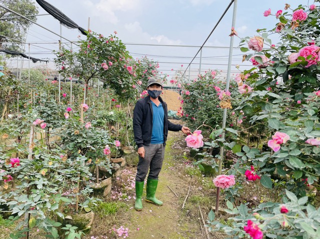 Người trồng hồng làng Xuân Quan: Mọi thứ đều tăng, trừ giá hoa  - Ảnh 4.