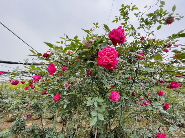 Người trồng hồng làng Xuân Quan: Mọi thứ đều tăng, trừ giá hoa  - Ảnh 1.
