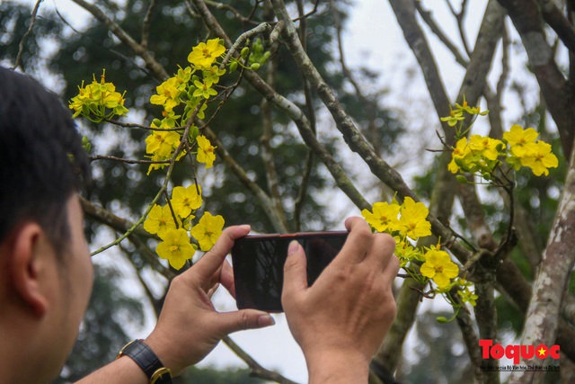Từ giống hoa quý… đến khát vọng là xứ sở mai vàng Việt Nam - Ảnh 5.