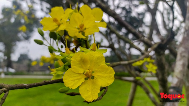 Từ giống hoa quý… đến khát vọng là xứ sở mai vàng Việt Nam - Ảnh 1.