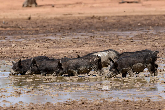 Hiện tượng kì lạ ở Australia: Lợn hoang cứu cá sấu hiếm thoát khỏi cảnh tuyệt chủng - Ảnh 2.