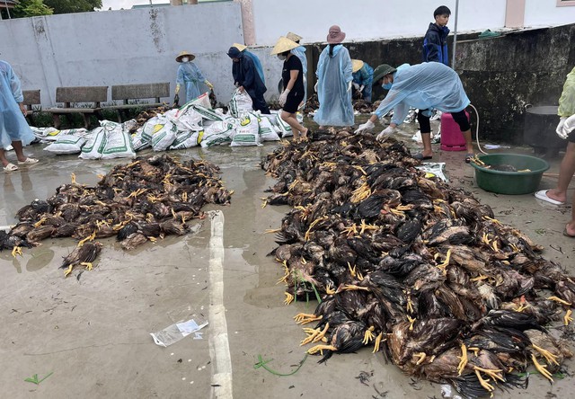 &quot;4000 con gà sắp xuất bán thì lũ về chết sạch, nước lên nhanh không cứu kịp&quot; - Ảnh 3.