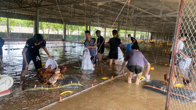 &quot;4000 con gà sắp xuất bán thì lũ về chết sạch, nước lên nhanh không cứu kịp&quot; - Ảnh 1.