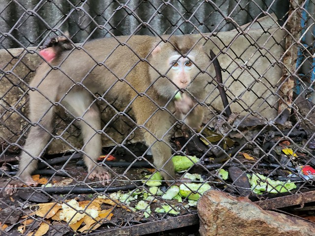 Người dân ở TP.HCM tự nguyện giao nộp con khỉ đuôi lợn 20 năm tuổi  - Ảnh 1.
