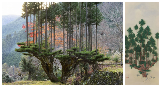 Daisugi: Kỹ thuật trồng cây tưởng lạ mà quen của người Nhật vừa giúp giảm biến đổi khí hậu, vừa tạo ra cảnh quan phi thường - Ảnh 6.