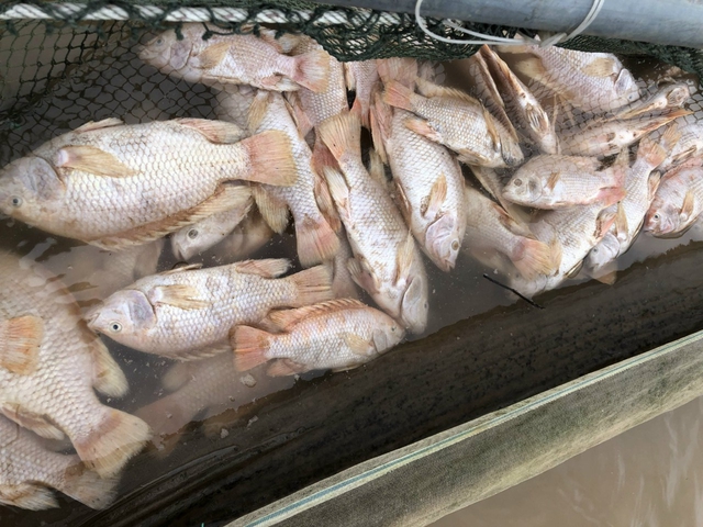 Hơn 6 tấn cá nuôi lồng trên sông Bồ bị chết do mưa lũ - Ảnh 2.