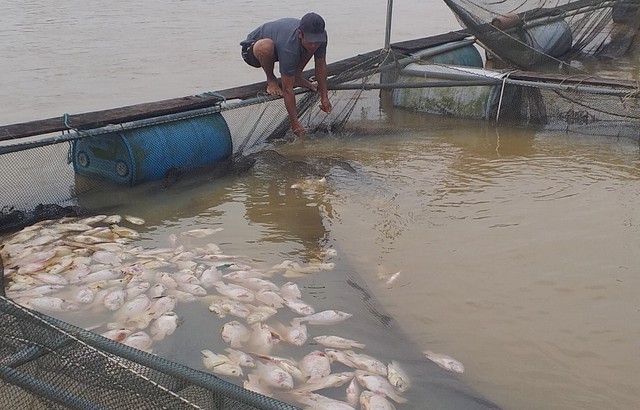Hơn 6 tấn cá nuôi lồng trên sông Bồ bị chết do mưa lũ - Ảnh 1.
