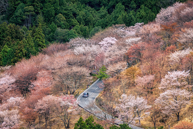 'Con đường lãng mạn' Nhật Bản: Điểm đến lý tưởng dành cho những cặp đôi, nối liền nhiều danh lam thắng cảnh - Ảnh 3.