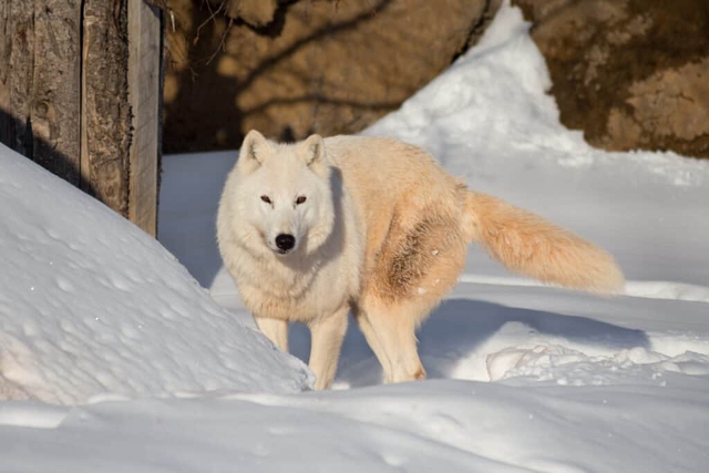 Khám phá bí mật của loài chó sói Bắc Cực - Ảnh 1.