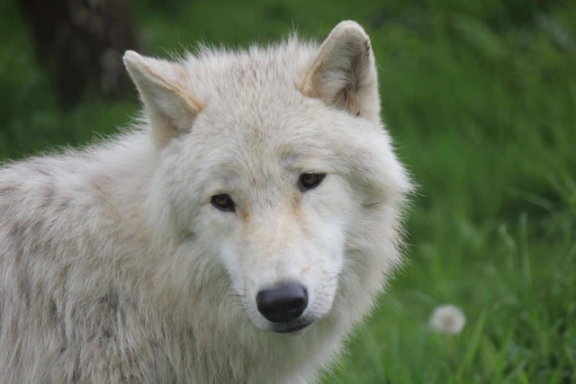 Khám phá bí mật của loài chó sói Bắc Cực - Ảnh 4.